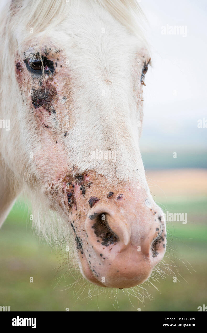 Domestic horse. Fungal infection in the face of gray adult. Germany Stock Photo