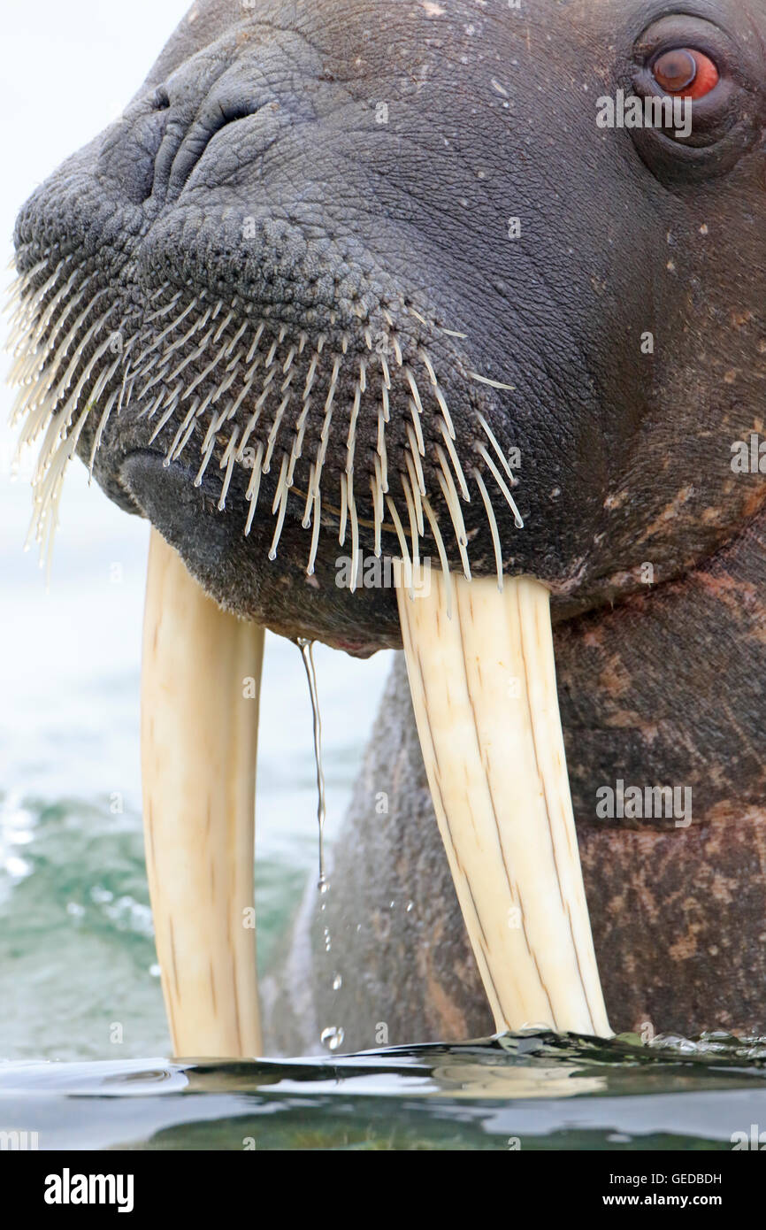 A male walrus hi-res stock photography and images - Alamy