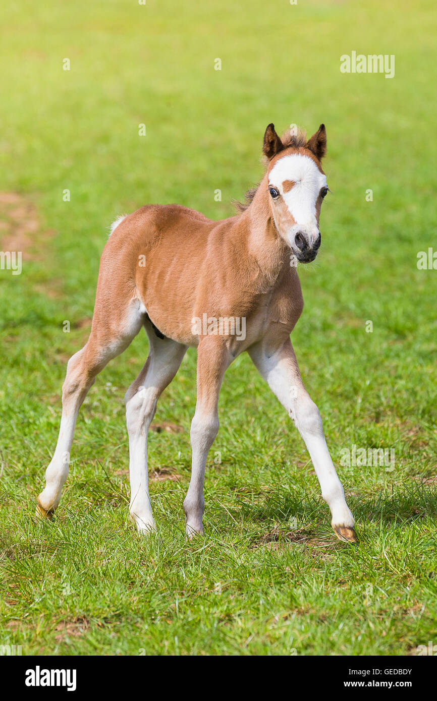 Welsh Mountain Pony, Section A. Foal walking on a pasture. Germany