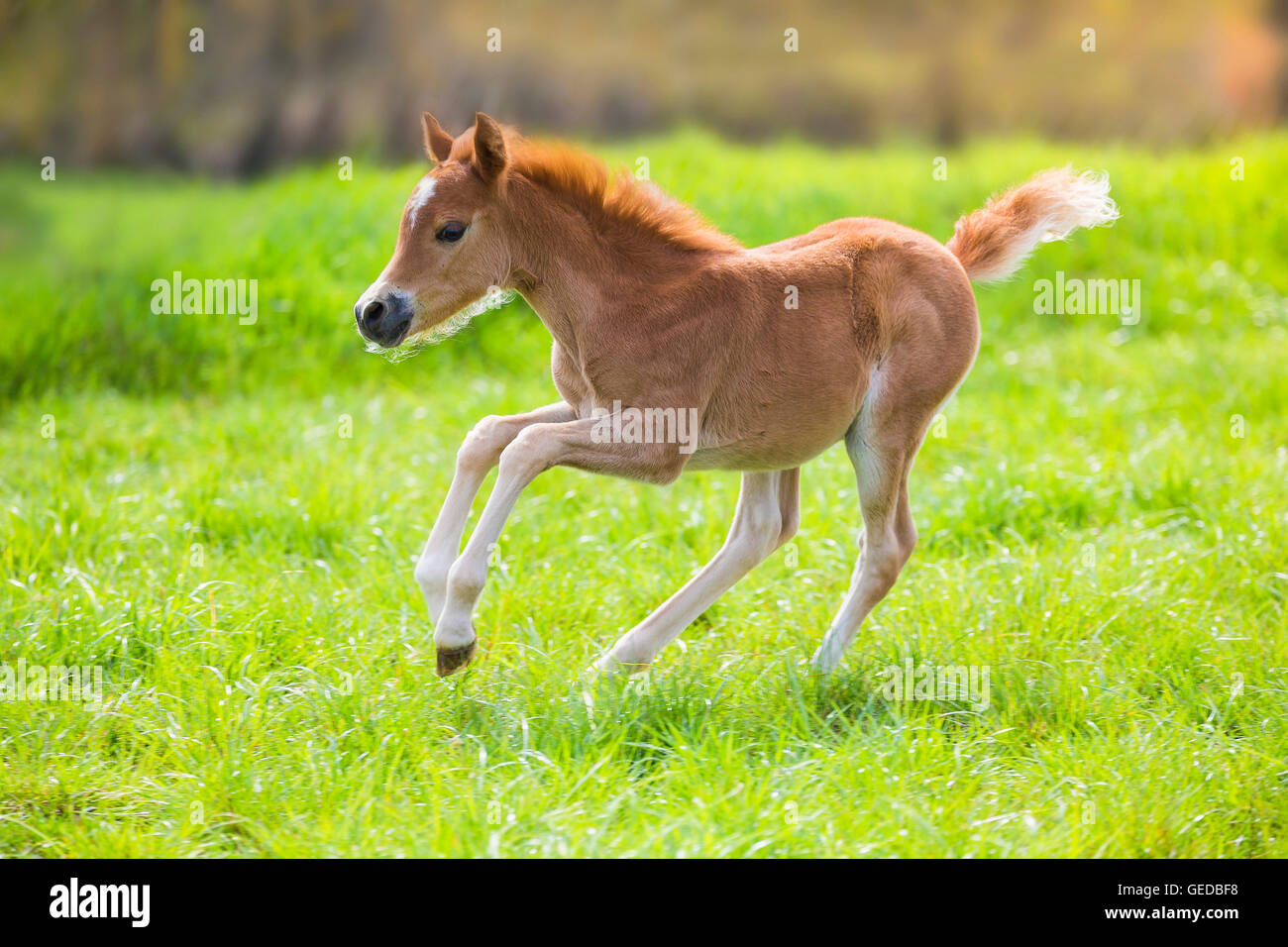 Welsh Pony (Section B). Foal galloping on a pasture. Germany Stock Photo
