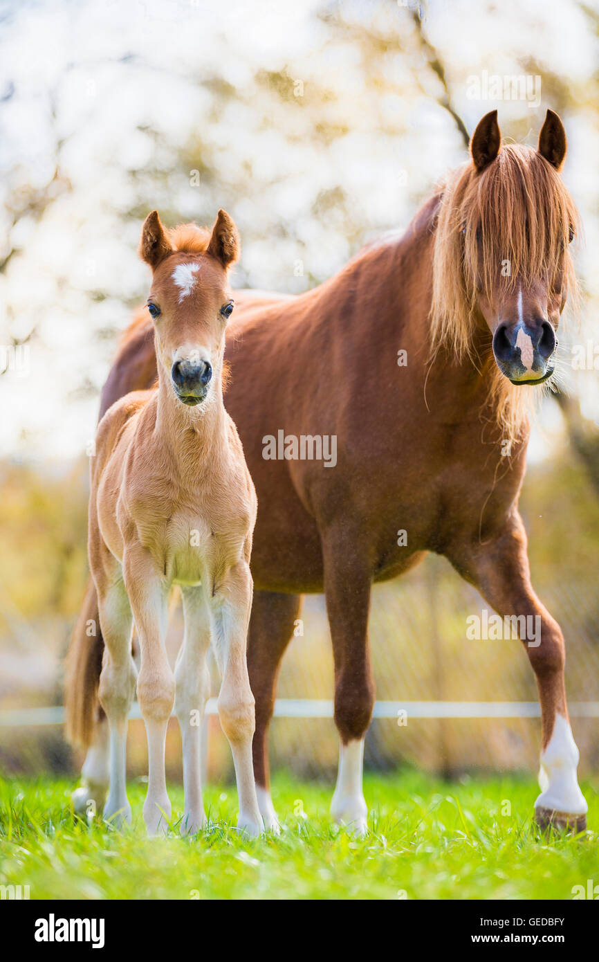 Welsh Pony (Section B). Chestnut foal standing next to its mother on a
