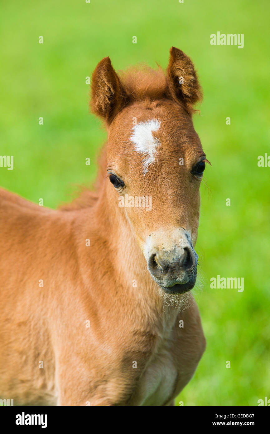 Welsh Pony (Section B). Portrait of chestnut foal. Germany Stock Photo Alamy