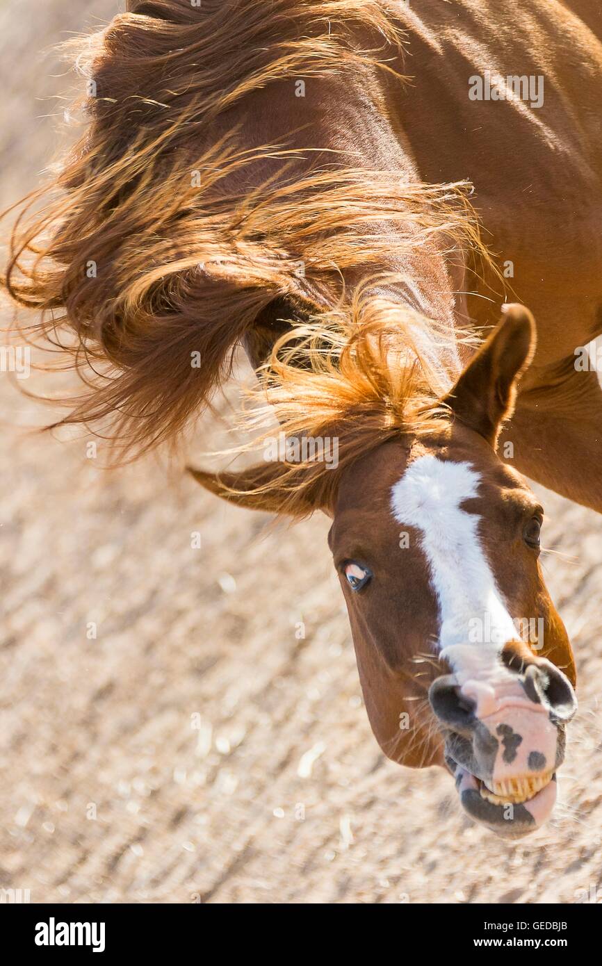Arab Horse. Chestnut stallion shaking its mane, seen from above