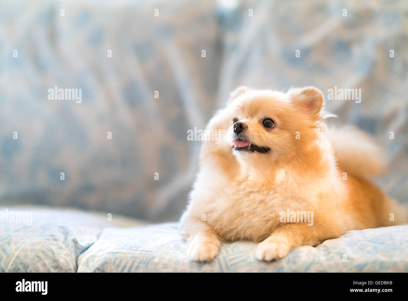 Cute pomeranian dog smiling on the sofa, looking upward to copy space Stock Photo