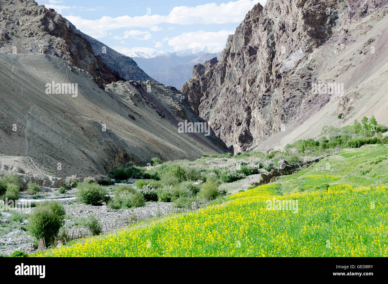 Mustard growing in Himalayan Valley, Rumback, Ladakh, Jammu and Kashmir