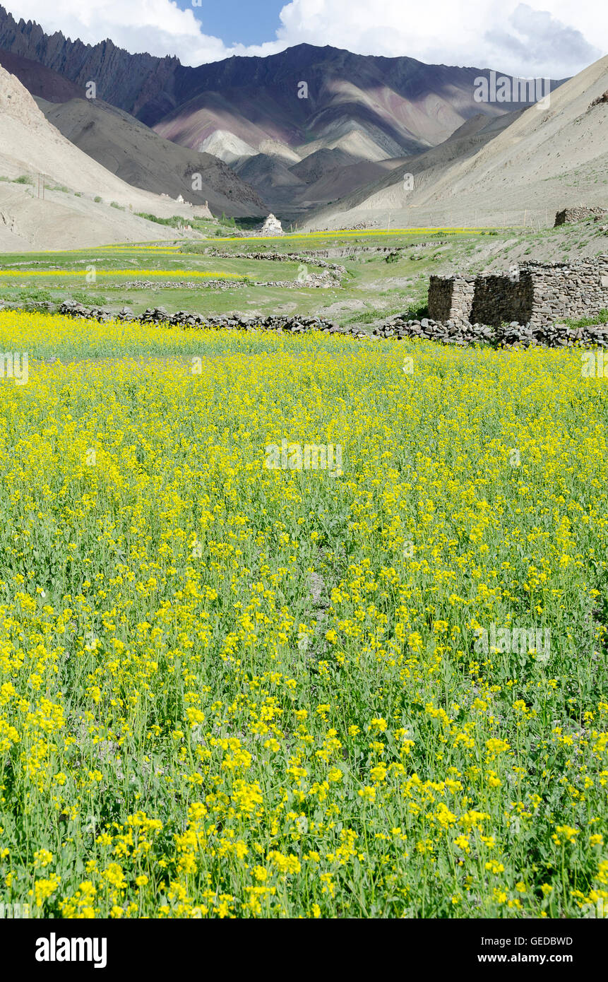 Mustard crop field india hires stock photography and images Alamy