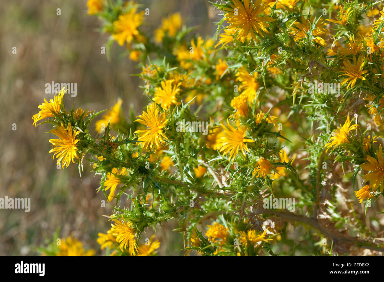 colourful spiky bush of yellow thistle flowers Stock Photo Alamy