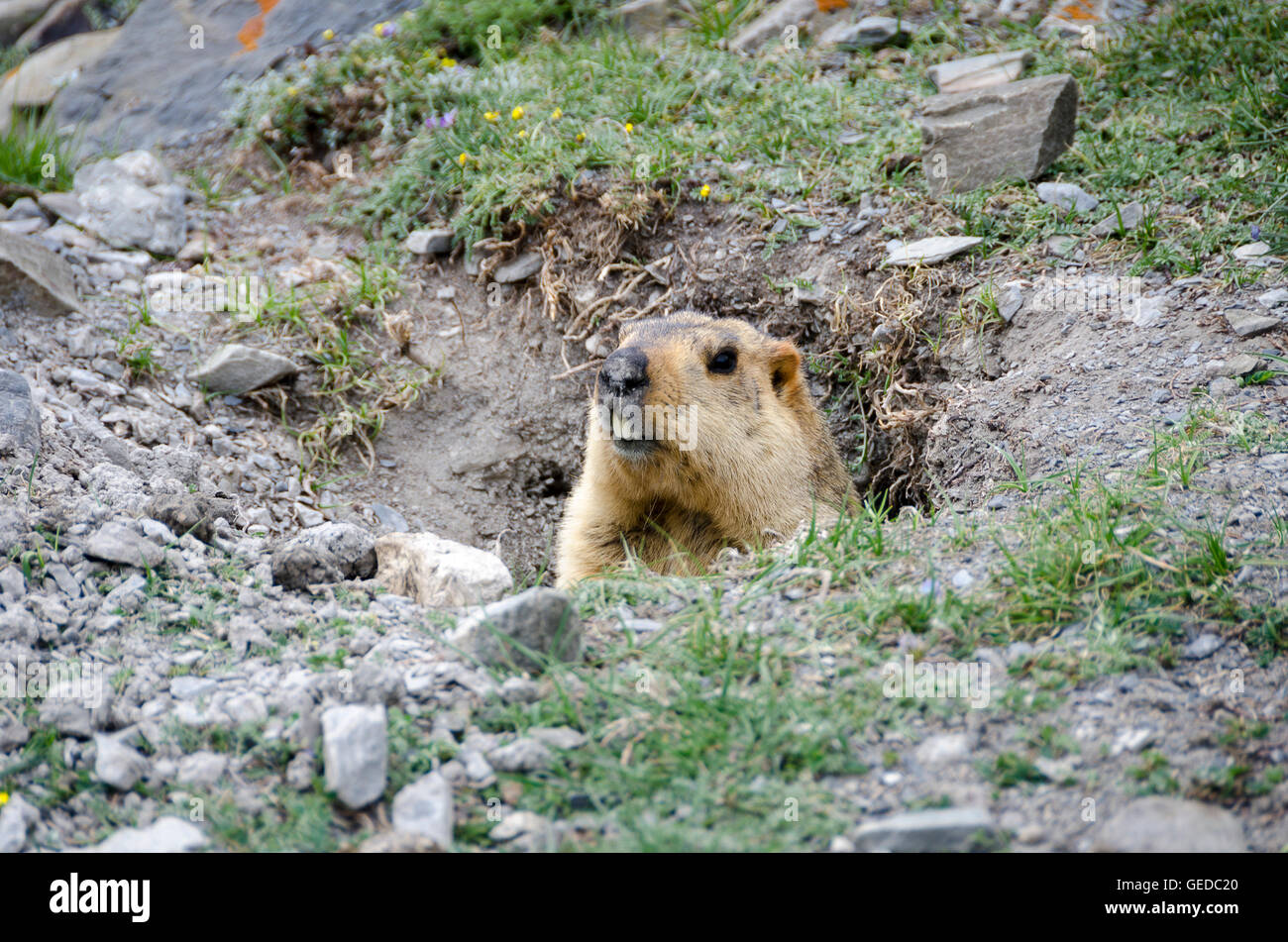 Himalayan marmots: Gold-diggers on the plateau - CGTN