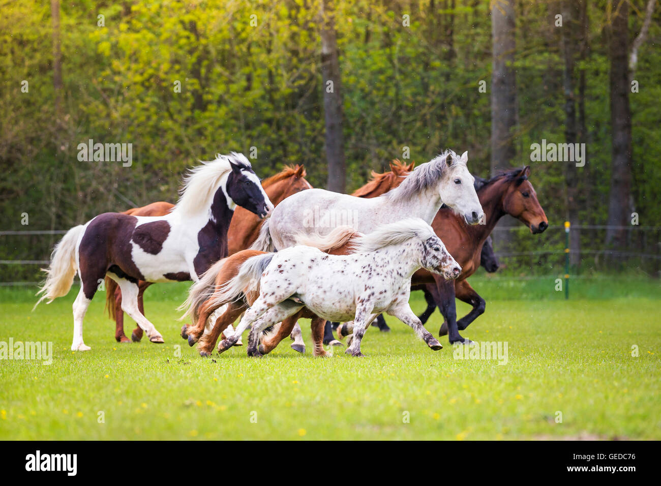 Domestic horse. Mixed herd of different breeds galloping on a pasture. Germany Stock Photo