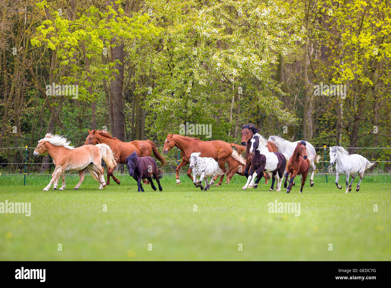 Domestic horse. Mixed herd of different breeds galloping on a pasture. Germany Stock Photo