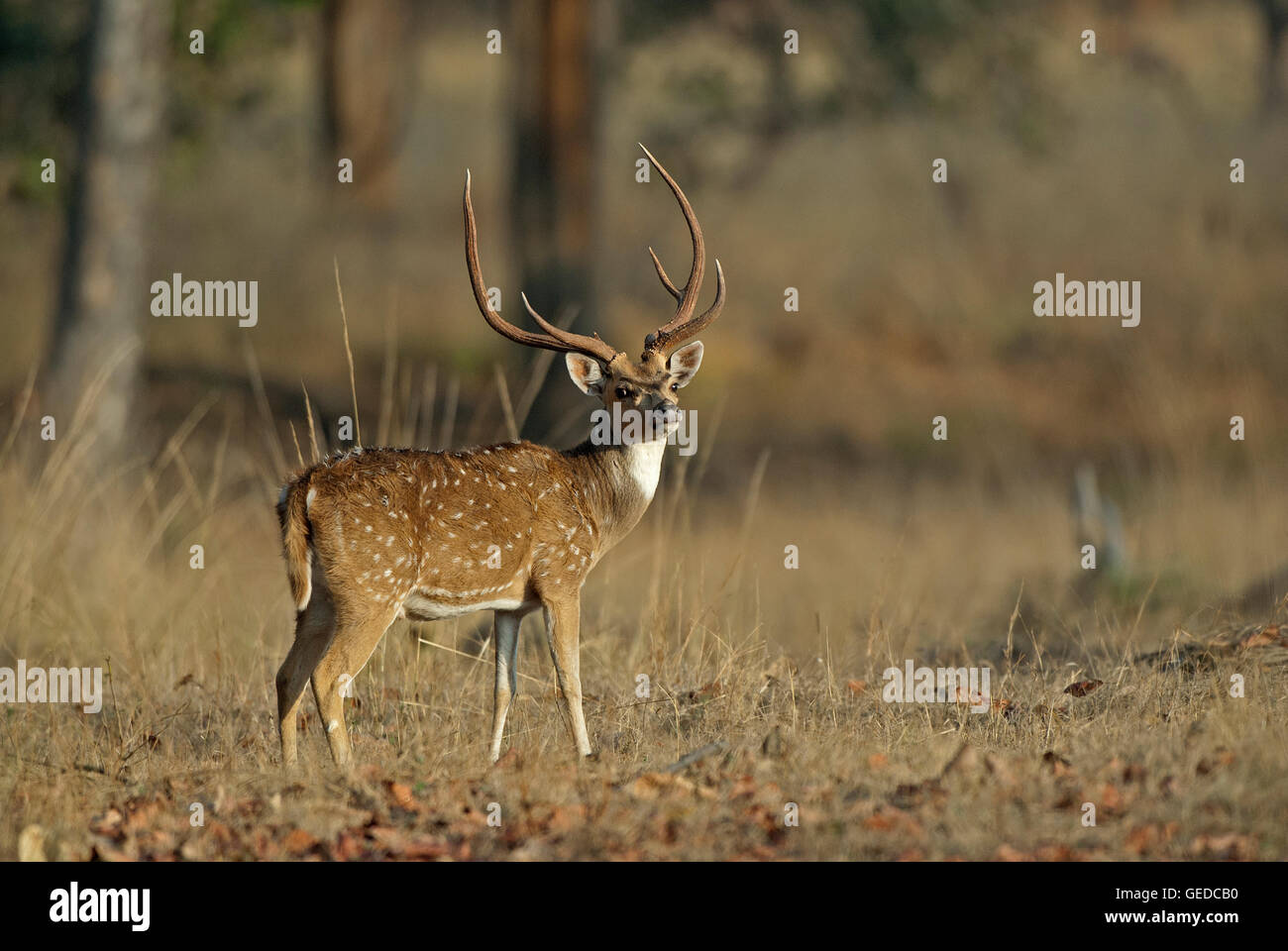 The image of Spotted deer ( Axis axis ) was taken in Bandavgarh national park, India Stock Photo