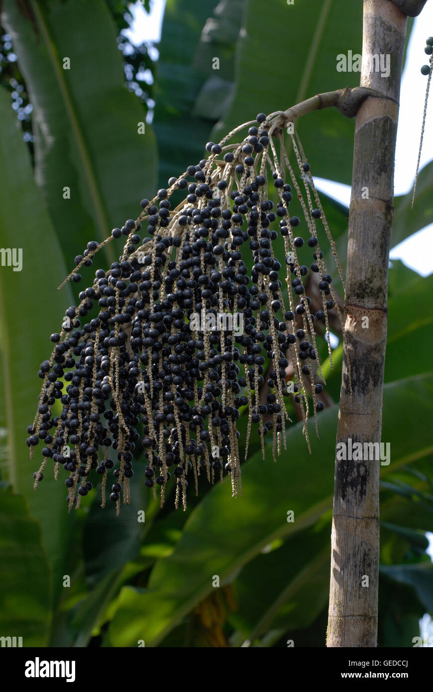 Açaí berries ( Euterpe oleracea) on palm Stock Photo