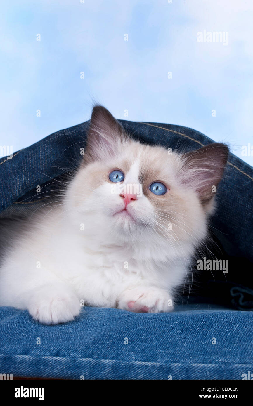 Ragdoll. Kitten lying in a denim jacket. Germany Stock Photo Alamy