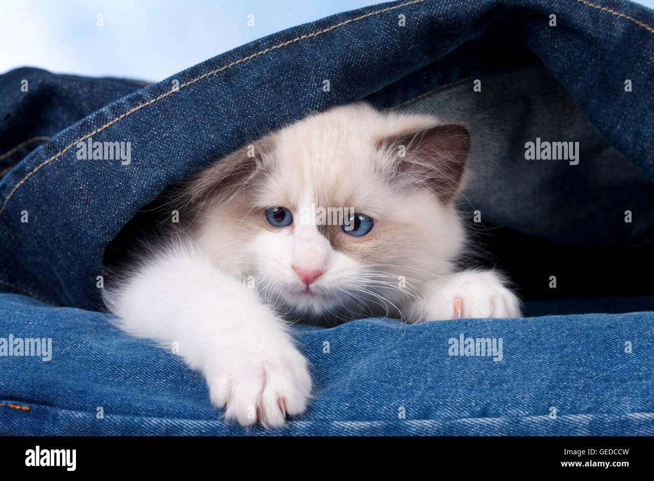 Ragdoll. Kitten lying in a denim jacket. Germany Stock Photo Alamy