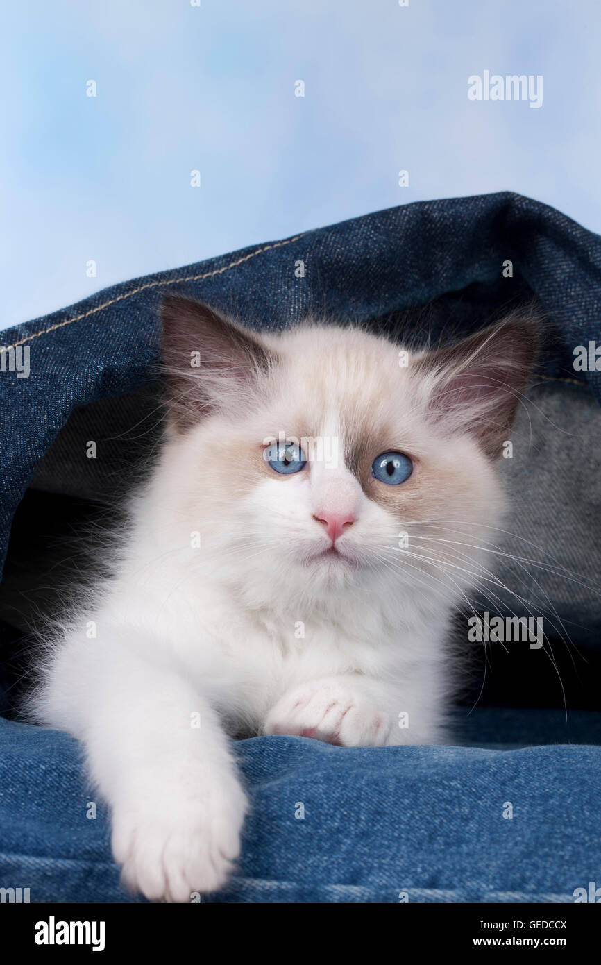 Ragdoll. Kitten lying in a denim jacket. Germany Stock Photo Alamy