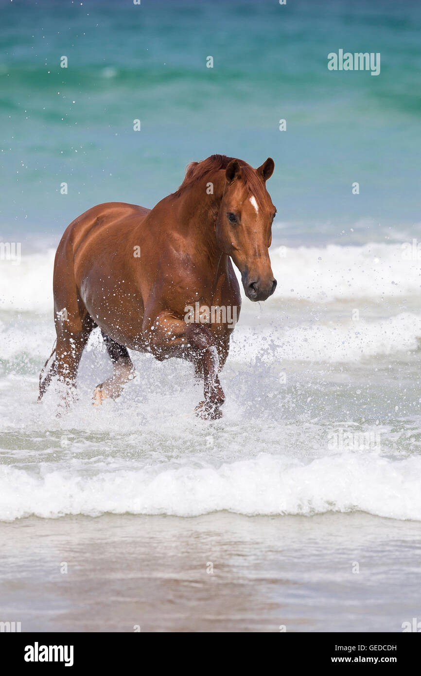 Hanoverian Horse. Chestnut gelding galloping in surf. New Zealand Stock Photo