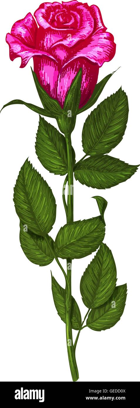 Rose isolated on a white background. Vector illustration Stock Vector ...