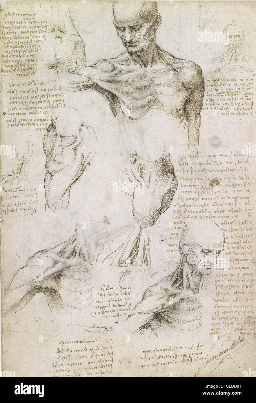 Leonardo da Vinci - Superficial anatomy of the shoulder and neck (recto) Stock Photo