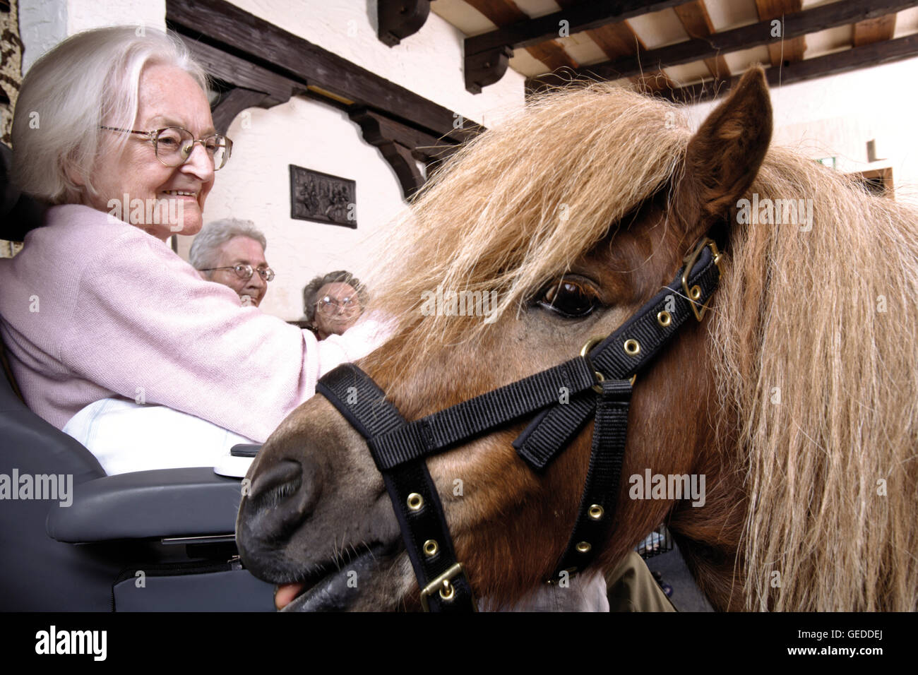 Elderly woman visited by a pony at a nursing home Stock Photo