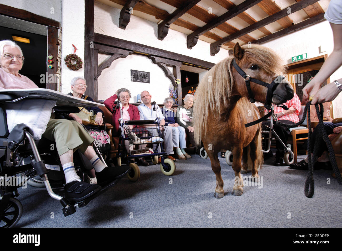 Residents visited by a pony at a nursing home Stock Photo