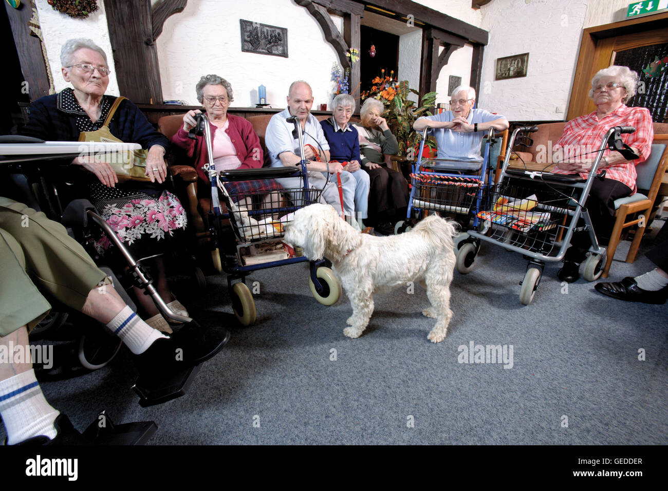 Residents visited by a dog at a nursing home Stock Photo