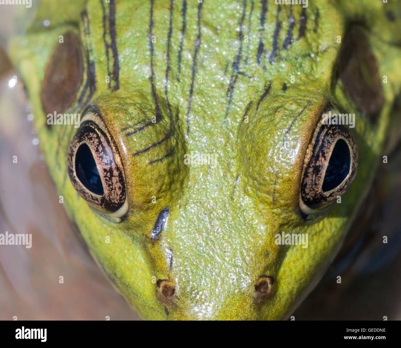 Macro closeup Of A Bullfrog in a swamp Stock Photo - Alamy