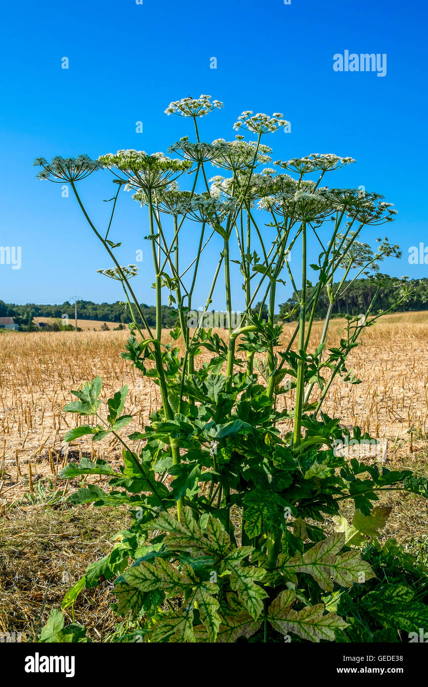 Typical White Umbellifer or Cow Parsley France Stock Photo Alamy