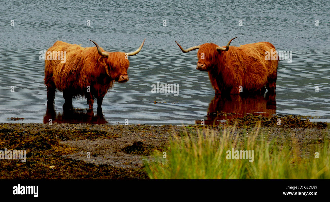 highland cows bathing in the sea in the isle of Skye Stock Photo