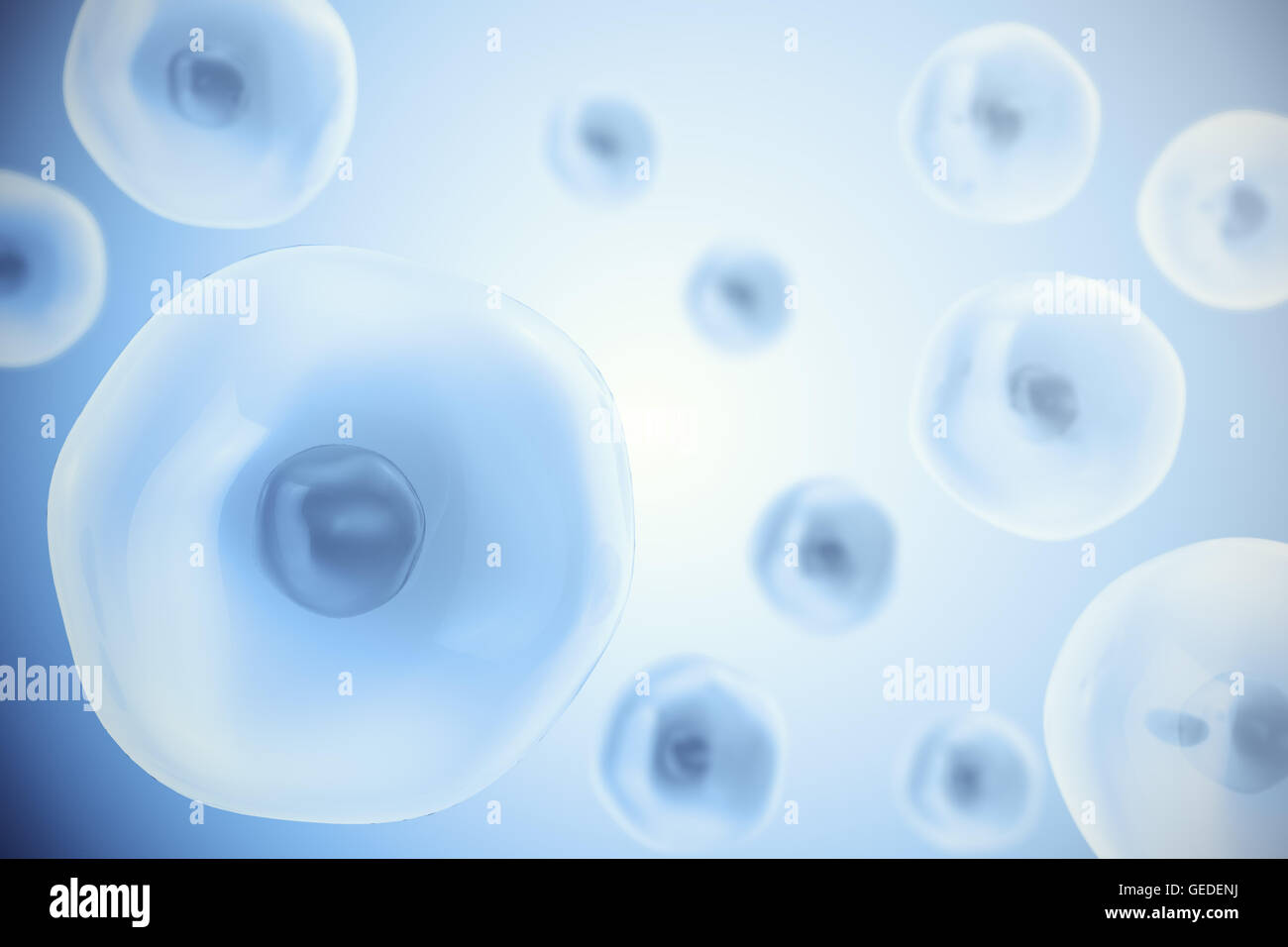 Animal cell mitosis hi-res stock photography and images - Alamy