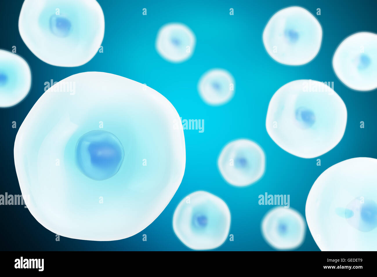 Cellule animal microscope hi-res stock photography and images - Alamy