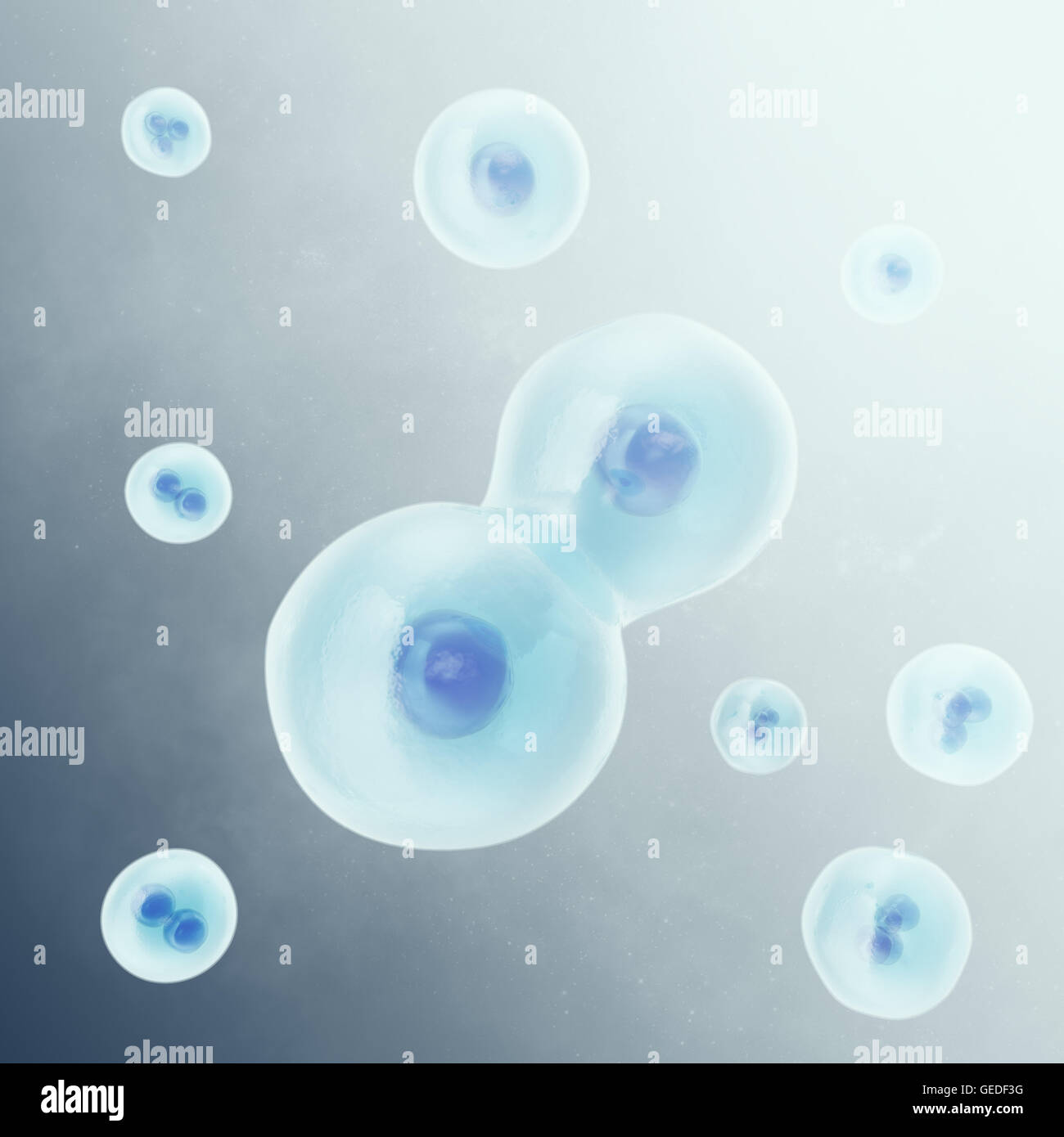 Human cell, animal  divides into two cells. Medicine scientific, life and biology, molecular research dna. 3d illustration Stock Photo