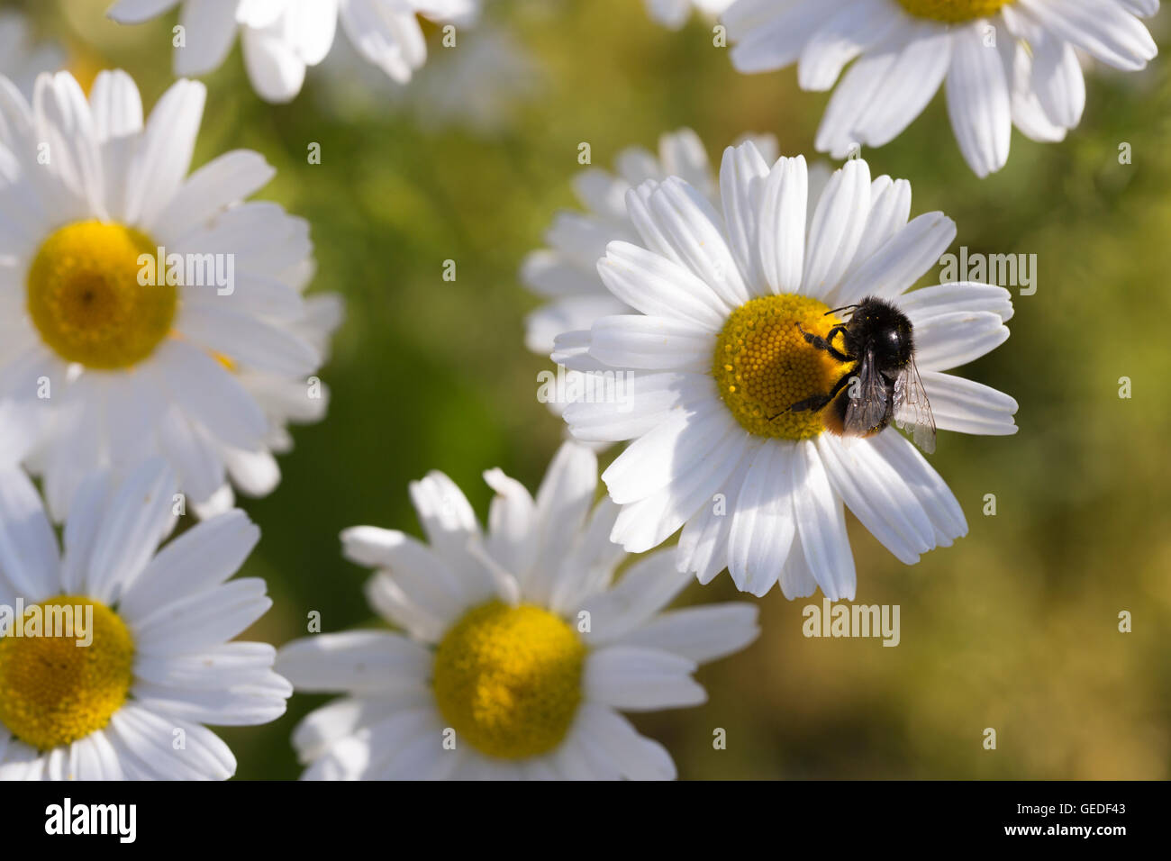 Oxeye Daisy with Bumble Bee close up. Stock Photo