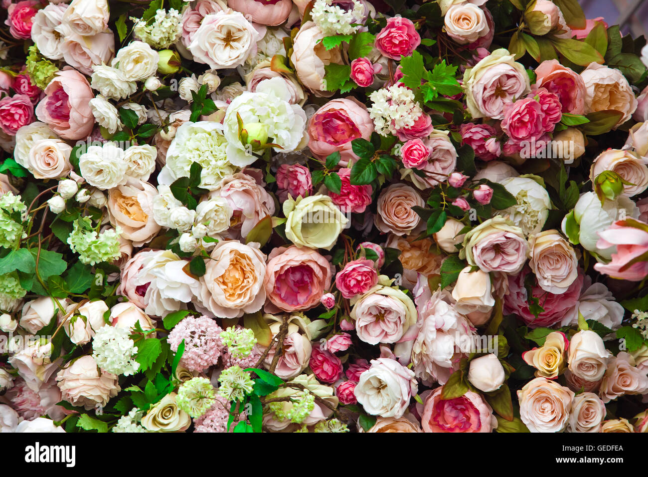 Red and white color flowers Stock Photo Alamy