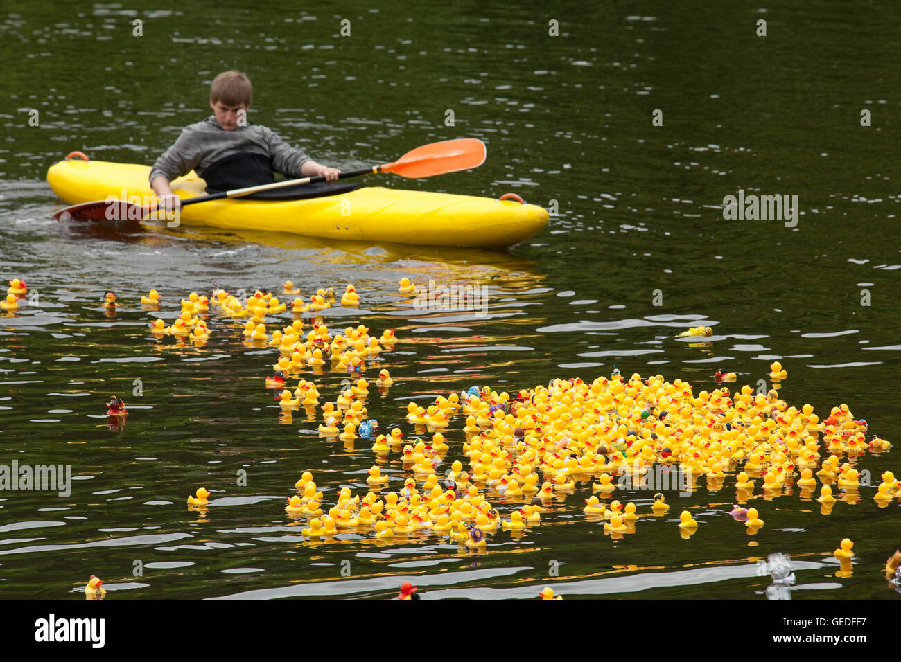 Germany, Ruhr area, Witten, duck race on the river Ruhr. Stock Photo