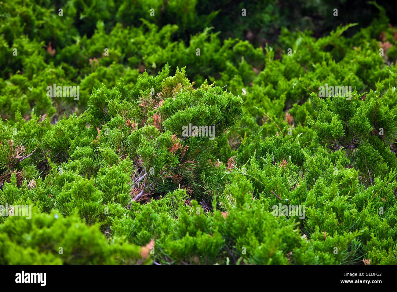 Coniferous dwarf trees background Stock Photo