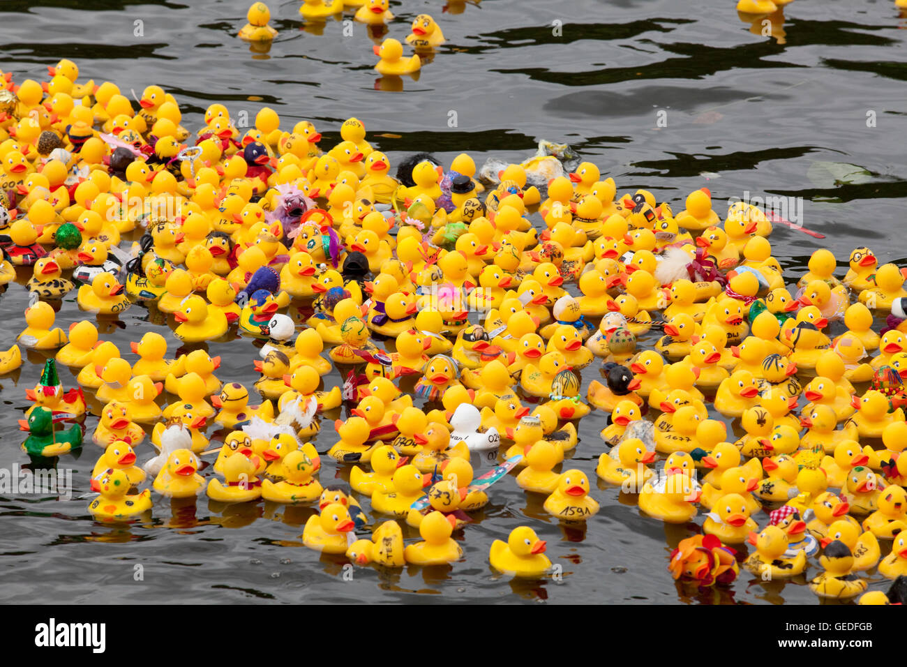 Germany, Ruhr area, Witten, duck race on the river Ruhr. Stock Photo