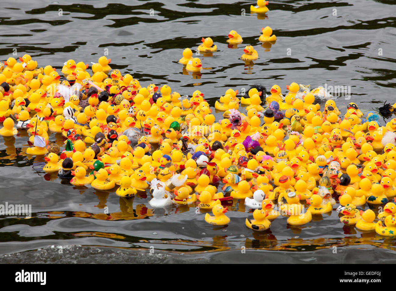 Germany, Ruhr area, Witten, duck race on the river Ruhr. Stock Photo