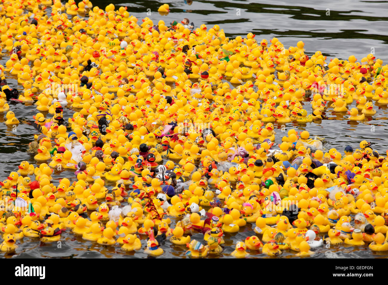 Germany, Ruhr area, Witten, duck race on the river Ruhr. Stock Photo