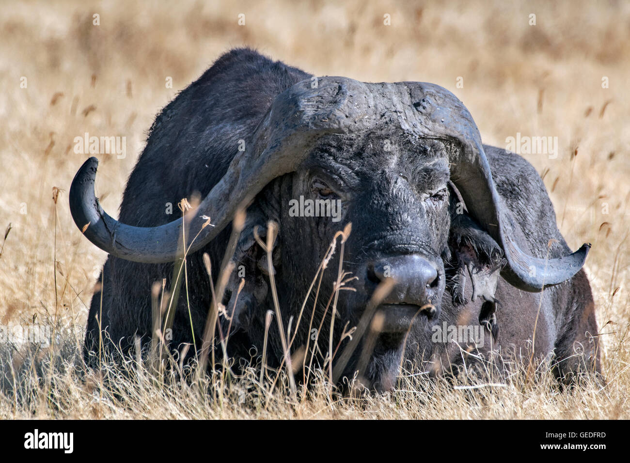 Tanzania, Ngorongoro crater, African Buffalo, Syncerus caffer Stock Photo