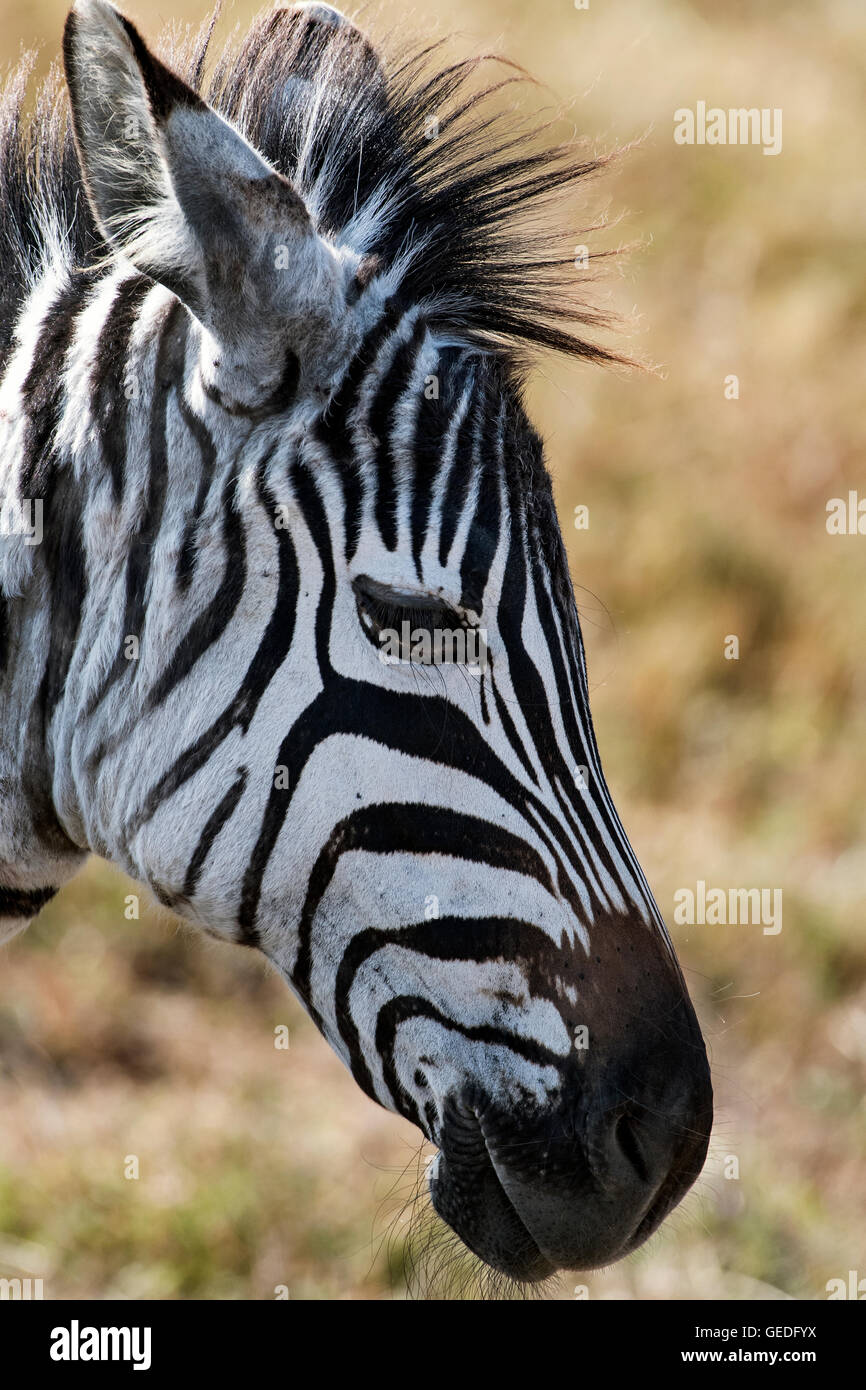 Tanzania, Ngorongoro crater, Grant's Zebra, Equus quagga boehmi Stock ...