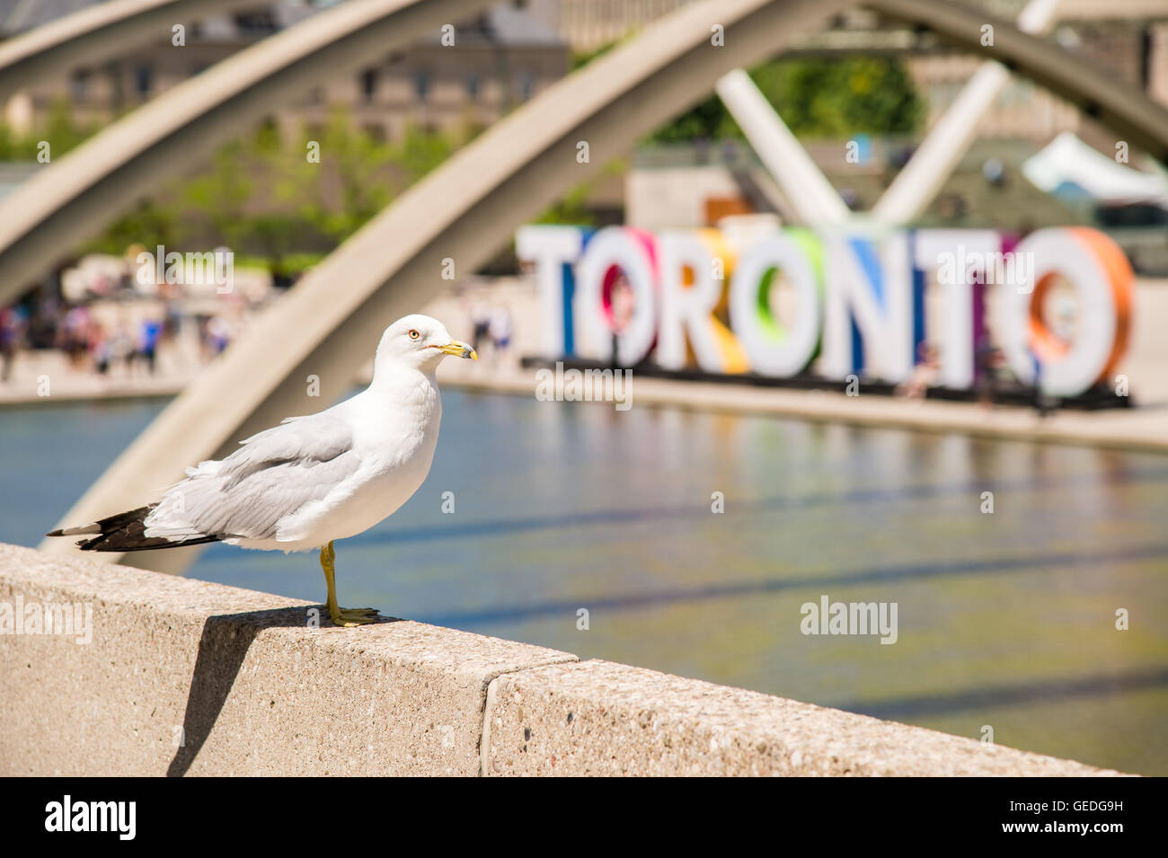 Seagull standing on a wall in front of the 3D Toronto sign in Toronto, Canada Stock Photo