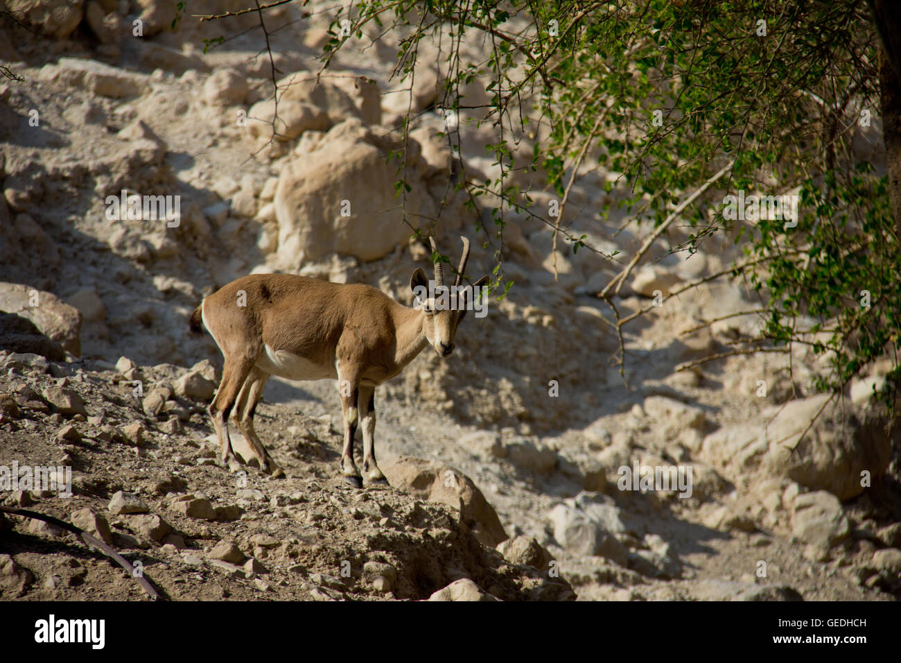 Ibex in Israel mountain Stock Photo