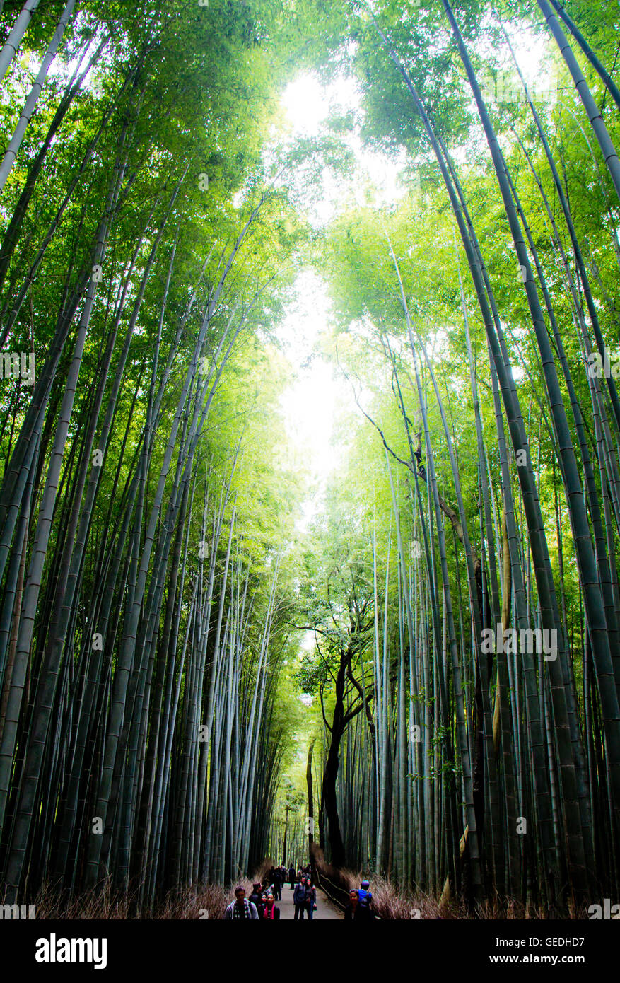 Bamboo forest in Kyoto Japan Stock Photo