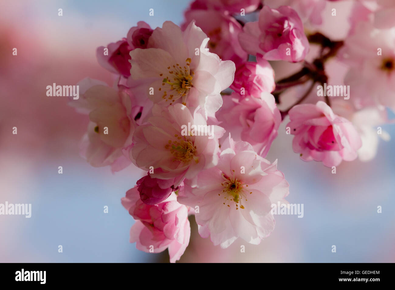 Chery blossoms in Kyoto Japan Stock Photo Alamy