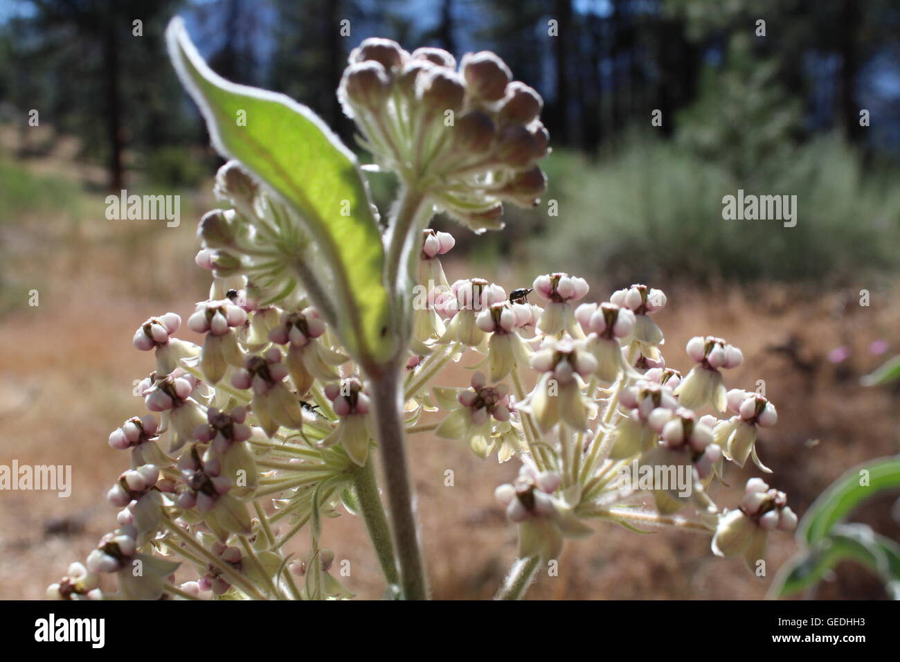 Unknown plant blooming. Sequoya, California, US Stock Photo