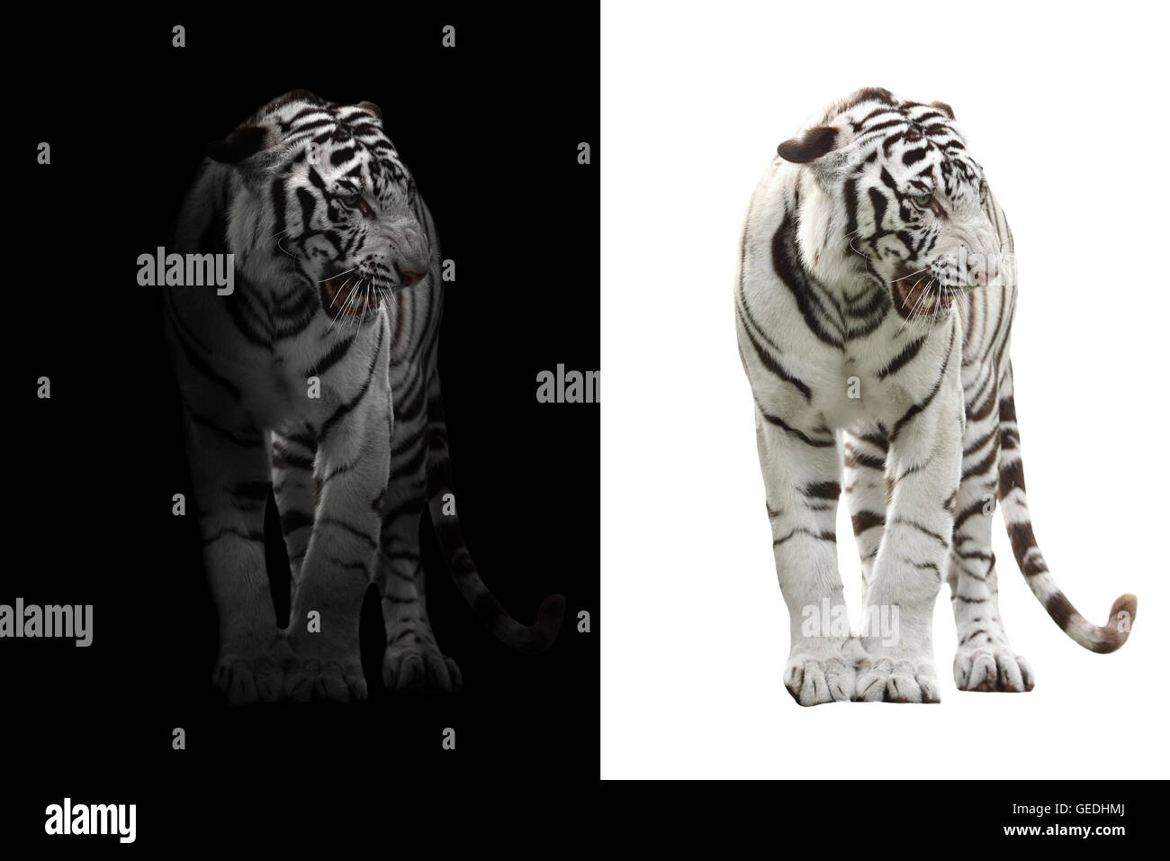 white bengal tiger in the dark and white bengal tiger on white background Stock Photo
