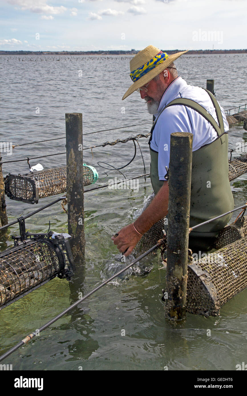 Oyster farmer at Stansbury Stock Photo