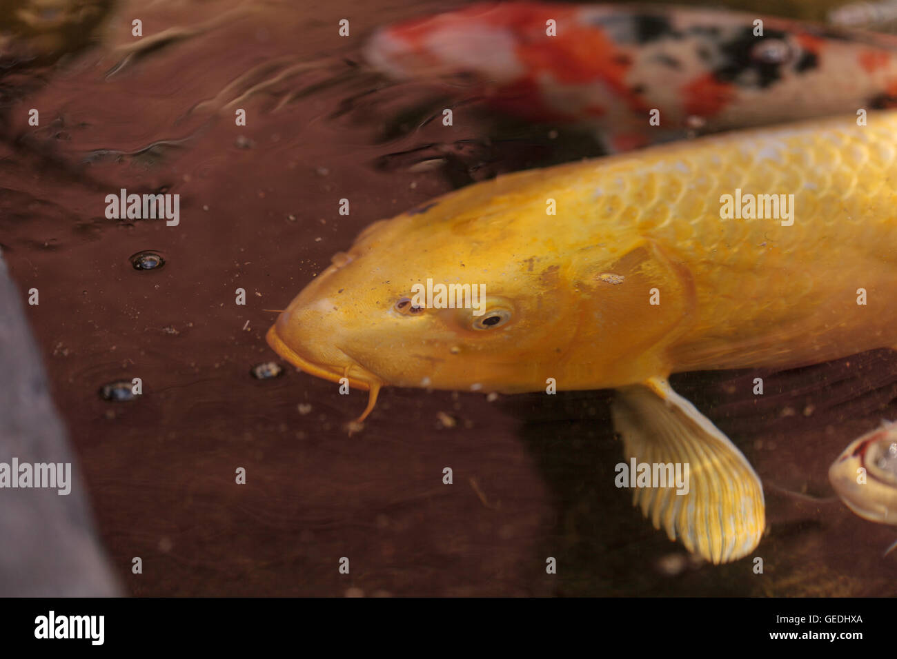 Koi fish, Cyprinus carpio haematopterus, eating in a koi pond in Japan Stock Photo