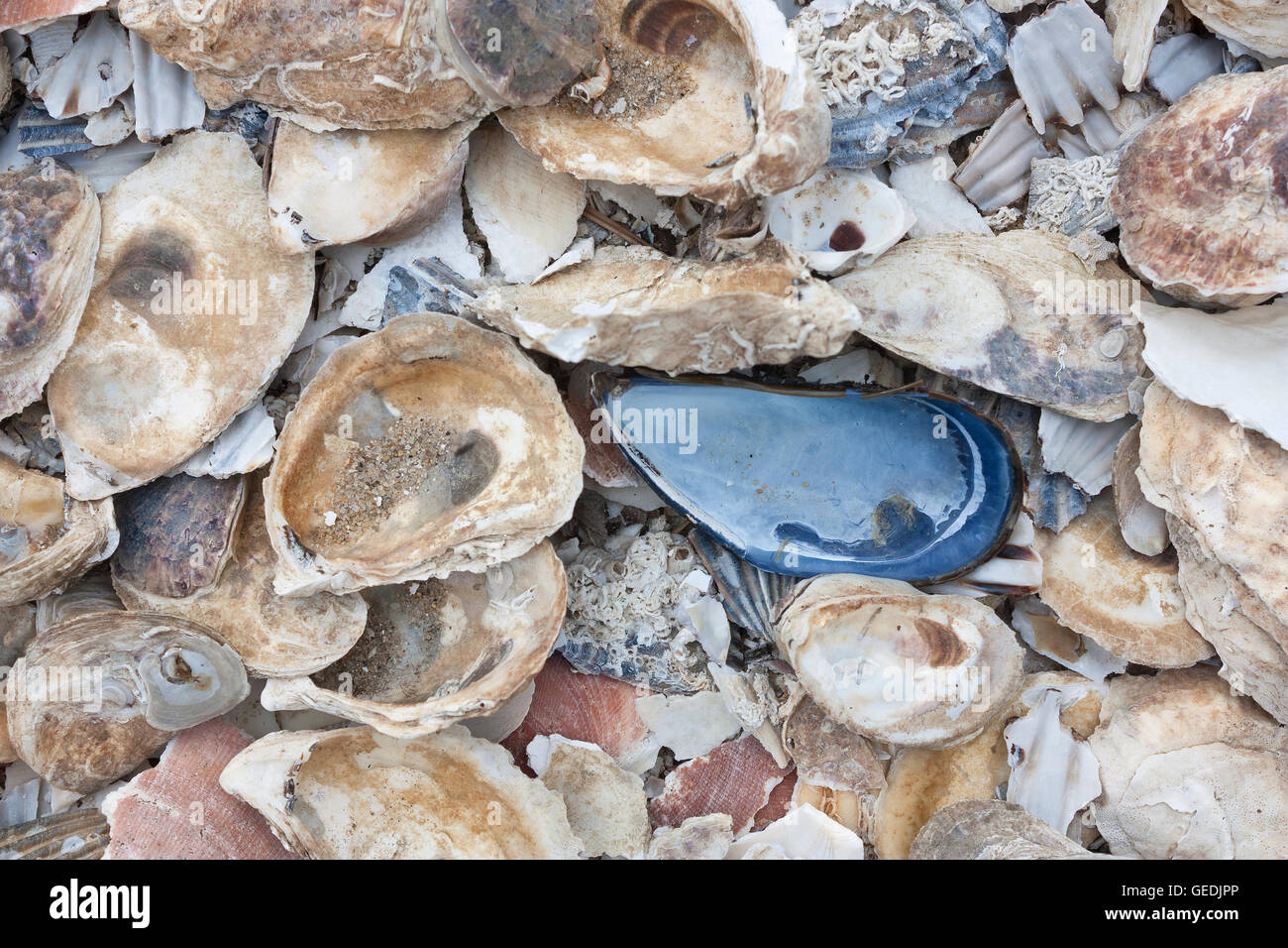 Pile Oyster Shells High Resolution Stock Photography And Images Alamy