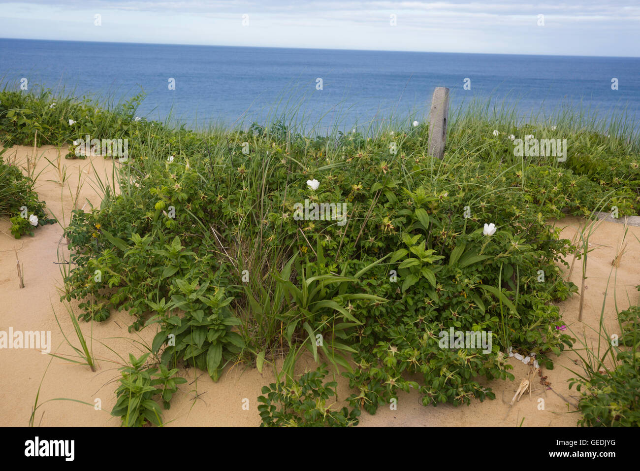 White flowers on the dunes, Cape Cod Stock Photo Alamy